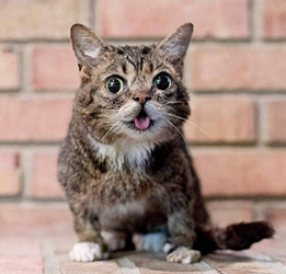 cat